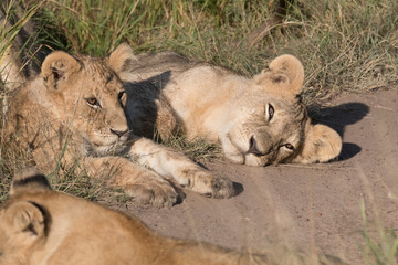 Africa, Kenya, Masai Mara National Reserve. African Lion (Panthera leo) female with cubs. 2016-08-04
