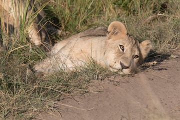 Africa, Kenya, Masai Mara National Reserve. African Lion (Panthera leo) female with cubs. 2016-08-04