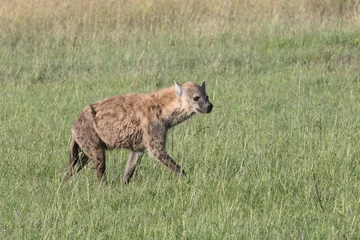  Africa, Kenya, Masai Mara National Reserve. Spotted hyena (Crocuta crocuta). 2016-08-04 © Emily_M_Wilson