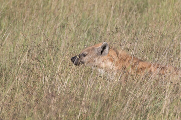 Africa, Kenya, Masai Mara National Reserve. Spotted hyena (Crocuta crocuta). 2016-08-04