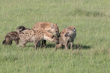 Africa, Kenya, Masai Mara National Reserve. Spotted hyenas (Crocuta crocuta). 2016-08-04