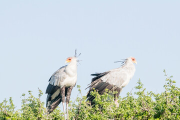 Africa, Kenya, Masai Mara. Secretary birds (Sagittarius serpentarius). 2016-08-04