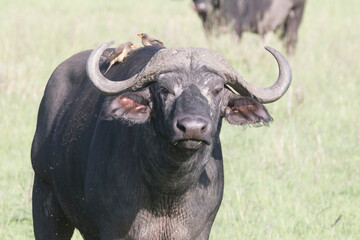 Obraz premium Africa, Kenya, Masai Mara National Reserve. Blue Wildebeest. (Connochaetes taurinus.) 2016-08-04