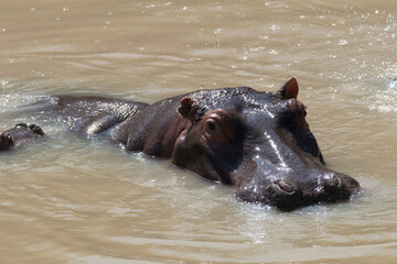 Fototapeta premium Africa, Kenya, Masai Mara National Reserve. Hippopotamus (Hippopotamus amphibious). 2016-08-04