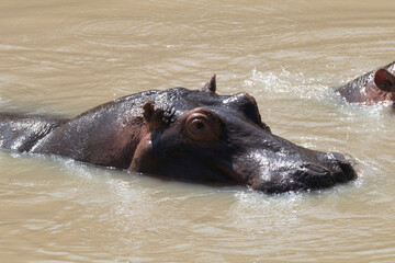 Fototapeta premium Africa, Kenya, Masai Mara National Reserve. Hippopotamus (Hippopotamus amphibious). 2016-08-04