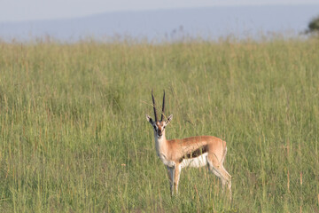 Africa, Kenya, Masai Mara National Reserve.Thomson's gazelle (Gazella thomsonii). 2016-08-04