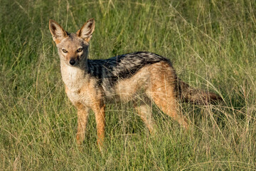 Fototapeta premium Africa, Kenya, Masai Mara National Reserve. Black-backed jackal, Canis aureus. 2016-08-04