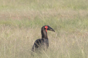 Africa, Kenya, Masai Mara National Reserve.Southern Ground-Hornbill (Bucorvus leadbeateri). 2016-08-04
