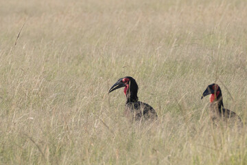Africa, Kenya, Masai Mara National Reserve.Southern Ground-Hornbill (Bucorvus leadbeateri). 2016-08-04