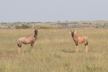 Africa, Kenya, Masai Mara National Reserve. Topis (Damaliscus lunatus jimela).  A species of antelope. 2016-08-04
