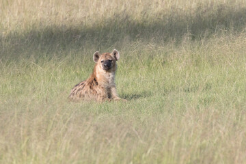 Africa, Kenya, Masai Mara National Reserve. The spotted hyena,  Crocuta Crocuta. 2016-08-04