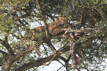 Africa, Kenya, Masai Mara National Reserve, African Leopard (Panthera pardus pardus) in tree eating carrion of gazelle. 2016-08-04