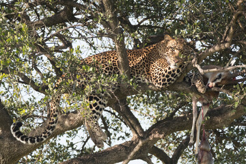 Africa, Kenya, Masai Mara National Reserve, African Leopard (Panthera pardus pardus) in tree eating carrion of gazelle. 2016-08-04