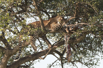 Africa, Kenya, Masai Mara National Reserve, African Leopard (Panthera pardus pardus) in tree eating carrion of gazelle. 2016-08-04