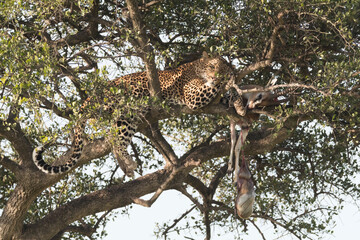 Africa, Kenya, Masai Mara National Reserve, African Leopard (Panthera pardus pardus) in tree eating carrion of gazelle. 2016-08-04