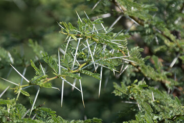 Africa, Kenya, Masai Mara National Reserve. Acacia thorns. 2016-08-04