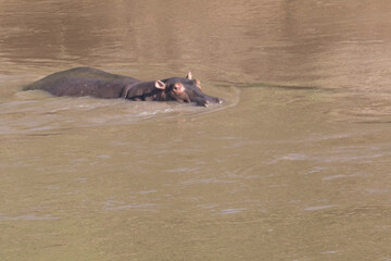 Fototapeta premium Africa, Kenya, Masai Mara National Reserve, Mara River. Hippopotamus (Hippopotamus amphibius). 2016-08-04