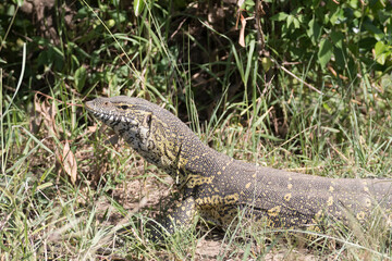 Africa, Kenya, Masai Mara National Reserve. Monitor lizard (Varanus niloticus). 2016-08-04