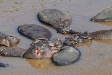 Fototapeta premium Africa, Kenya, Masai Mara National Reserve, Mara River. Hippopotamus (Hippopotamus amphibius). 2016-08-04