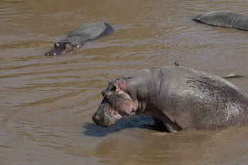 Fototapeta premium Africa, Kenya, Masai Mara National Reserve, Mara River. Hippopotamus (Hippopotamus amphibius). 2016-08-04