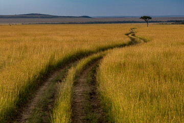 Africa, Kenya, Masai Mara National Reserve. Savannah with tire tracks. 2016-08-04