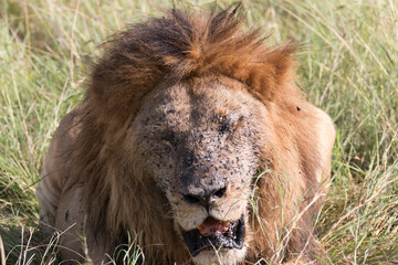 Africa, Kenya, Masai Mara National Reserve. African Lion (Panthera leo) males eating carrion of (Connochaetes taurinus), wildebeest. 2016-08-04