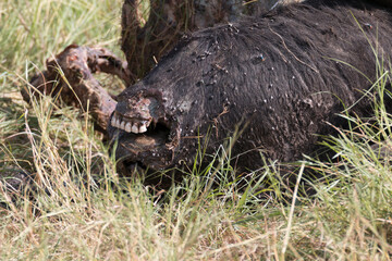 Africa, Kenya, Masai Mara National Reserve. Carrion of (Connochaetes taurinus), wildebeest. 2016-08-04