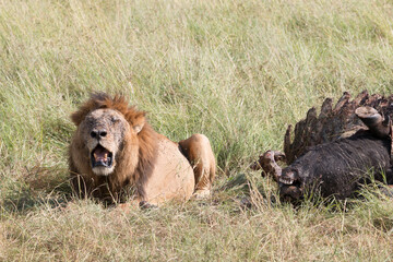 Africa, Kenya, Masai Mara National Reserve. African Lion (Panthera leo) males eating carrion of (Connochaetes taurinus), wildebeest. 2016-08-04