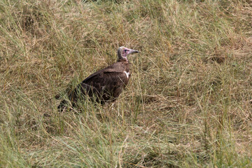 Africa, Kenya, Masai Mara National Reserve. Lappet-faced Vulture (Torgos tracheliotos). 2016-08-04
