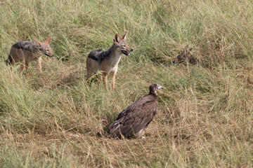 Africa, Kenya, Masai Mara National Reserve.  Scavengers. The spotted hyena, the laughing hyena, is a species classed as Crocuta Crocuta. Also Lappet-faced Vulture (Torgos tracheliotos). 2016-08-04