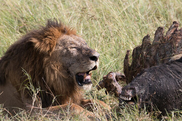 Africa, Kenya, Masai Mara National Reserve. African Lion (Panthera leo) males eating carrion of (Connochaetes taurinus), wildebeest. 2016-08-04
