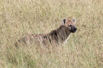 Africa, Kenya, Masai Mara National Reserve. The spotted hyena, the laughing hyena, is a species classed as Crocuta Crocuta. 2016-08-04