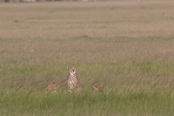 Africa, Kenya, Masai Mara National Reserve. Cheetah (Acinonyx jubatus). 2016-08-04