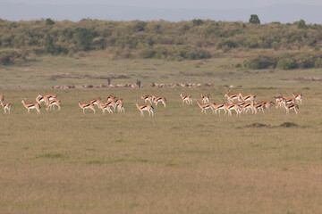 Africa, Kenya, Masai Mara National Reserve. Thomson's gazelle (Eudorcas thomsonii). 2016-08-04