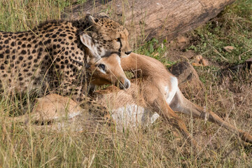 Africa, Kenya,Masai Mara, Cheetah (Acinonyx jubatus) with impala kill. (Aepyceros melampus) 2016-08-04