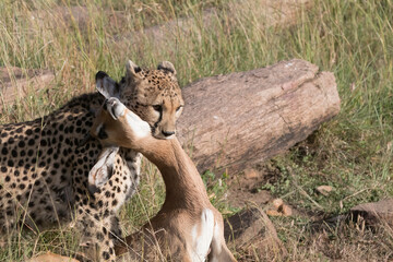 Africa, Kenya,Masai Mara, Cheetah (Acinonyx jubatus) with impala kill. (Aepyceros melampus)...