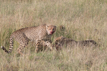 Africa, Kenya,Masai Mara, Cheetah (Acinonyx jubatus) with impala kill. (Aepyceros melampus) .  Eating prey. 2016-08-04