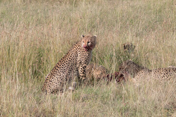 Africa, Kenya,Masai Mara, Cheetah (Acinonyx jubatus) with impala kill. (Aepyceros melampus) .  Eating prey. 2016-08-04