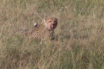 Africa, Kenya,Masai Mara, Cheetah (Acinonyx jubatus) with impala kill. (Aepyceros melampus) .  Eating prey. 2016-08-04