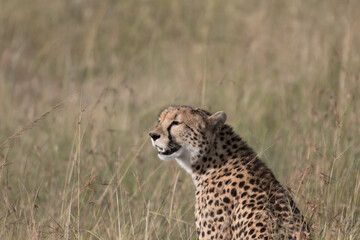 Africa, Kenya,Masai Mara, Cheetah (Acinonyx jubatus) with impala kill. (Aepyceros melampus) .  Eating prey. 2016-08-04