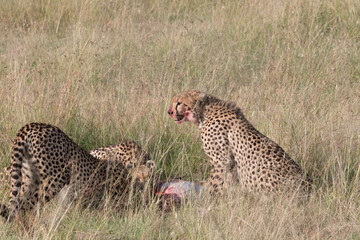 Africa, Kenya,Masai Mara, Cheetah (Acinonyx jubatus) with impala kill. (Aepyceros melampus) .  Eating prey. 2016-08-04