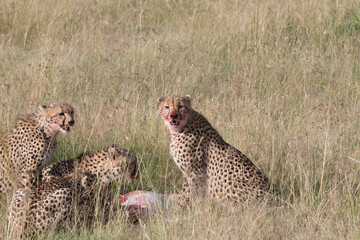 Africa, Kenya,Masai Mara, Cheetah (Acinonyx jubatus) with impala kill. (Aepyceros melampus) .  Eating prey. 2016-08-04