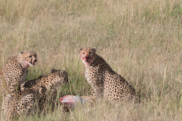 Africa, Kenya,Masai Mara, Cheetah (Acinonyx jubatus) with impala kill. (Aepyceros melampus) .  Eating prey. 2016-08-04