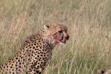 Africa, Kenya,Masai Mara, Cheetah (Acinonyx jubatus) with impala kill. (Aepyceros melampus) .  Eating prey. 2016-08-04