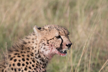Africa, Kenya,Masai Mara, Cheetah (Acinonyx jubatus) with impala kill. (Aepyceros melampus) .  Eating prey. 2016-08-04