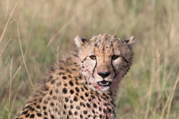 Africa, Kenya, Masai Mara National Reserve. Cheetah (Acinonyx jubatus). 2016-08-04
