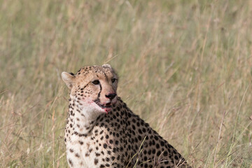 Africa, Kenya, Masai Mara National Reserve. Cheetah (Acinonyx jubatus). 2016-08-04