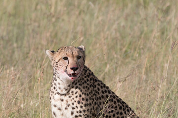 Africa, Kenya, Masai Mara National Reserve. Cheetah (Acinonyx jubatus). 2016-08-04