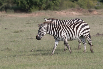 Africa, Kenya, Masai Mara National Reserve. Plains Zebra, Equus quagga. 2016-08-04