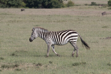Africa, Kenya, Masai Mara National Reserve. Plains Zebra, Equus quagga. 2016-08-04